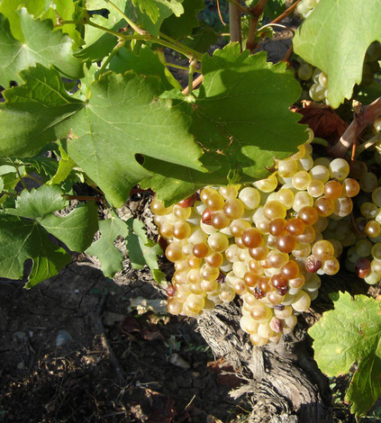Domaine la Fadèze
