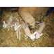 agneaux fermiers,  EARL Chez Bourlot