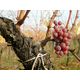 Domaine Valentin Zusslin