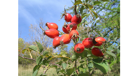 Confiture d'églantine