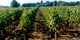 CHATEAU HAUT PIGEONNIER