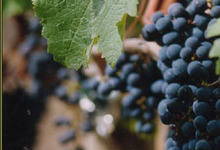 VIGNOBLES PIERRE BOUROTTE