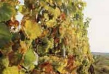 DOMAINE STIRN