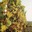 DOMAINE STIRN