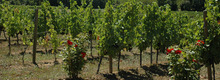 DOMAINE RENE RIEUX
