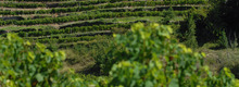 LES VIGNOBLES DE CAILLAVET