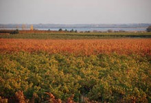LES DOMAINES VITICOLES RENOUARD