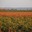 LES DOMAINES VITICOLES RENOUARD