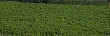 VIGNOBLES HUBERT BOSSUET