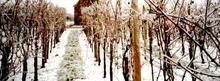 DOMAINE FLEISCHER