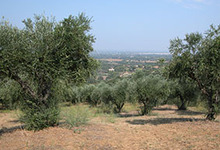 l'oliveraie