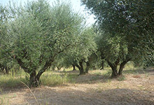 l'oliveraie