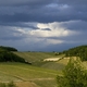 Vignes au printemps