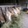 Les producteurs fermiers