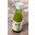 Jus de yuzu (Citrus junos) 100 ml