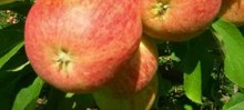 Les producteurs fermiers