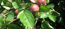 Les producteurs fermiers