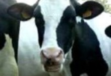 Les producteurs fermiers