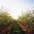 Les producteurs fermiers