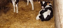 Les producteurs fermiers