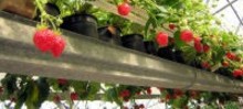 Les producteurs fermiers