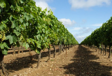 Les vignes du cognaçais dont on produit le fameux alcool