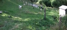 Les producteurs fermiers