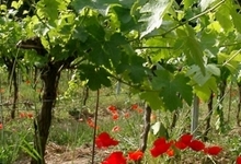 Le vignoble du Grand Fontanille