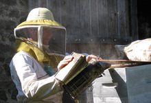 apiculture miel