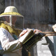 apiculture miel