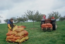 cueillette des pommes