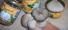 La Champignonnière