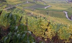 Conserver les vins d'Alsace