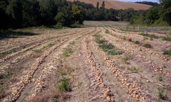 Le confit d'oignons, spécialité du domaine de Bordère dans l'Aude 