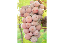 Cuvées spéciales Vendanges Tardives