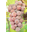 Cuvées spéciales Vendanges Tardives