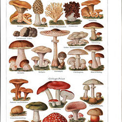 Présents dans les champignons
