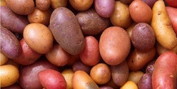 Les pommes de terre appelées truffes dans le parler lyonnais
