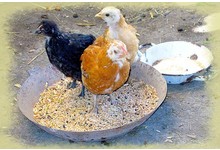 Poulet de ferme (tué et prêt à cuire)