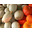 Paniers de légumes