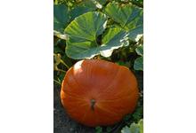 Légumes