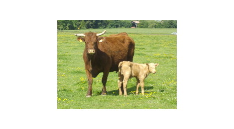 Veaux Croises Salers X Charolais