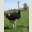 Viande Fraiche D'autruche