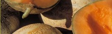 melons