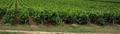 Le vignoble d'Armagnac, situé entre le Gers et les Landes