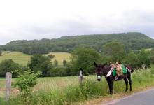 paysage savonnerie