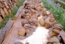 élevage d'escargots