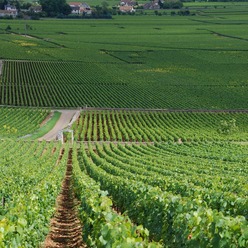 Les vignes de Montrachet en Bourgogne