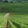 Les vignes de Montrachet en Bourgogne