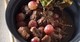Veau aux raisins frais façon bourguignon